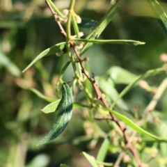 Acacia verniciflua at Wodonga - 28 Mar 2021