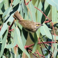 Caligavis chrysops (Yellow-faced Honeyeater) at Ewart Brothers Reserve - 27 Mar 2021 by Kyliegw