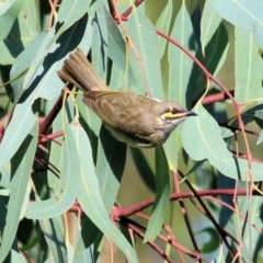 Caligavis chrysops (Yellow-faced Honeyeater) at Ewart Brothers Reserve - 28 Mar 2021 by KylieWaldon