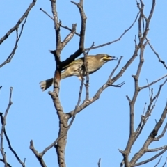 Caligavis chrysops at Wodonga, VIC - 28 Mar 2021 10:06 AM