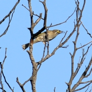 Caligavis chrysops at Wodonga, VIC - 28 Mar 2021 10:06 AM