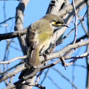 Caligavis chrysops at Wodonga, VIC - 28 Mar 2021 10:06 AM