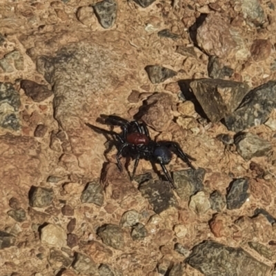 Missulena occatoria (Red-headed Mouse Spider) at Goorooyarroo NR (ACT) - 28 Mar 2021 by Slowwalker