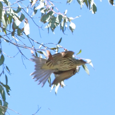 Oriolus sagittatus (Olive-backed Oriole) at Dryandra St Woodland - 27 Mar 2021 by ConBoekel