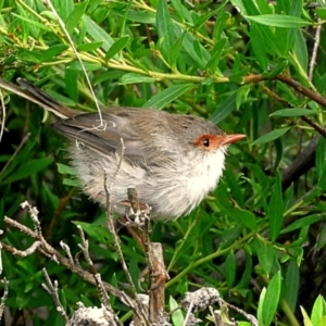 Malurus cyaneus at Crooked Corner, NSW - 26 Mar 2021 06:00 PM