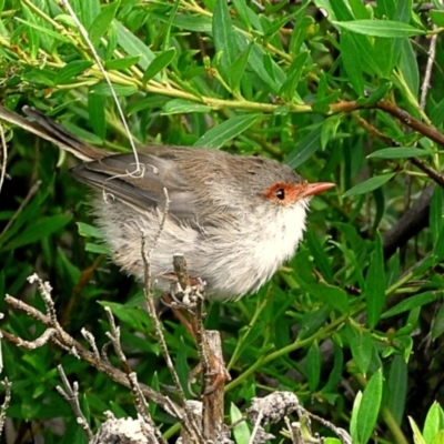 Malurus cyaneus (Superb Fairywren) at Crooked Corner, NSW - 26 Mar 2021 by Milly