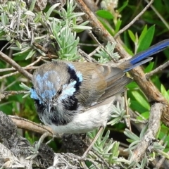 Malurus cyaneus (Superb Fairywren) at Crooked Corner, NSW - 26 Mar 2021 by Milly