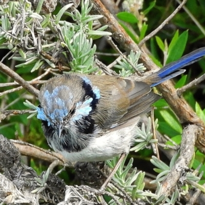 Malurus cyaneus (Superb Fairywren) at Crooked Corner, NSW - 26 Mar 2021 by Milly