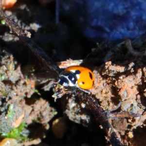 Hippodamia variegata at O'Connor, ACT - 28 Mar 2021 09:59 AM