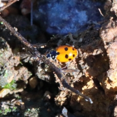 Hippodamia variegata at O'Connor, ACT - 28 Mar 2021 09:59 AM