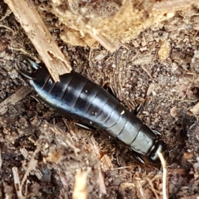 Anisolabididae (family) (Unidentified wingless earwig) at Holt, ACT - 28 Mar 2021 by trevorpreston