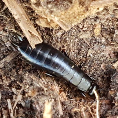 Anisolabididae (family) (Unidentified wingless earwig) at Holt, ACT - 27 Mar 2021 by tpreston