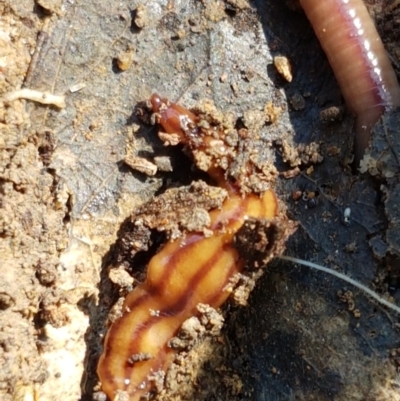 Anzoplana trilineata (A Flatworm) at Holt, ACT - 28 Mar 2021 by trevorpreston