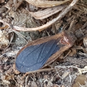 Aradidae sp. (family) at Holt, ACT - 28 Mar 2021