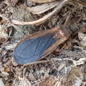 Aradidae sp. (family) at Holt, ACT - 28 Mar 2021