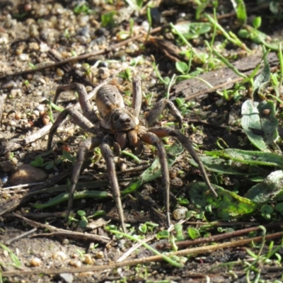 Tasmanicosa sp. (genus) (Unidentified Tasmanicosa wolf spider) at Paddys River, ACT - 27 Mar 2021 by SandraH