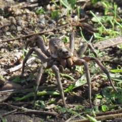 Tasmanicosa sp. (genus) at Paddys River, ACT - 28 Mar 2021