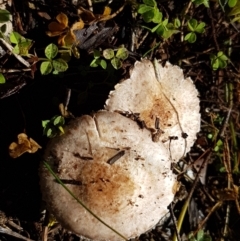 Agaricus sp. (Agaricus) at Woodstock Nature Reserve - 28 Mar 2021 by tpreston