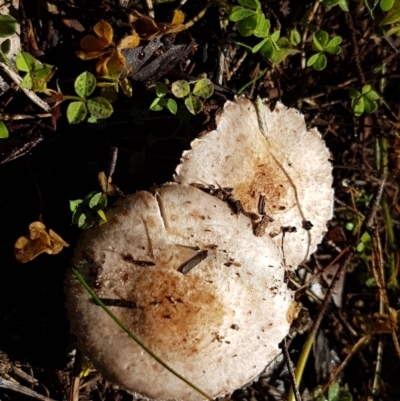 Agaricus sp. (Agaricus) at Holt, ACT - 28 Mar 2021 by trevorpreston