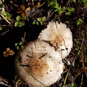 Agaricus sp. at Holt, ACT - 28 Mar 2021