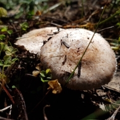 Agaricus sp. at Holt, ACT - 28 Mar 2021 11:05 AM