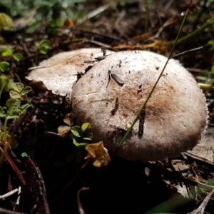 Agaricus sp. at Holt, ACT - 28 Mar 2021