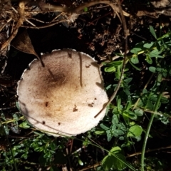 Agaricus sp. at Holt, ACT - 28 Mar 2021