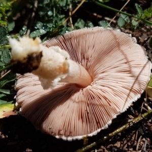 Agaricus sp. at Holt, ACT - 28 Mar 2021