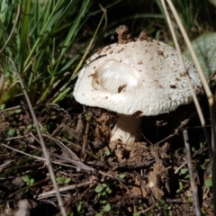 Amanita sp. (Amanita sp.) at Holt, ACT - 28 Mar 2021 by trevorpreston