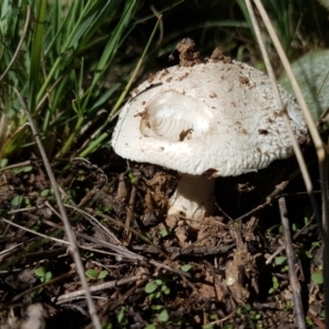 Amanita sp. at Holt, ACT - 28 Mar 2021 11:24 AM