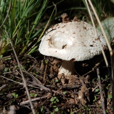 Amanita sp. (Amanita sp.) at Holt, ACT - 28 Mar 2021 by trevorpreston