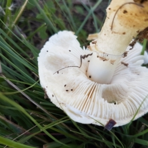 Amanita sp. at Holt, ACT - 28 Mar 2021 11:24 AM