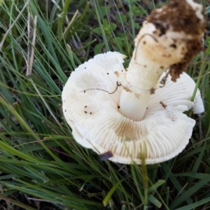 Amanita sp. at Holt, ACT - 28 Mar 2021 11:24 AM