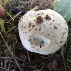 Amanita sp. at Holt, ACT - 28 Mar 2021 11:24 AM