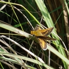 Taractrocera papyria (White-banded Grass-dart) at Woodstock Nature Reserve - 28 Mar 2021 by trevorpreston