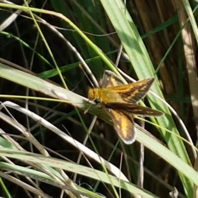 Taractrocera papyria (White-banded Grass-dart) at Woodstock Nature Reserve - 28 Mar 2021 by tpreston