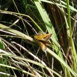 Taractrocera papyria at Woodstock Nature Reserve - 28 Mar 2021