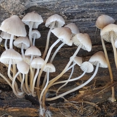 Mycena sp. (genus) (Mycena) at Holt, ACT - 28 Mar 2021 by trevorpreston