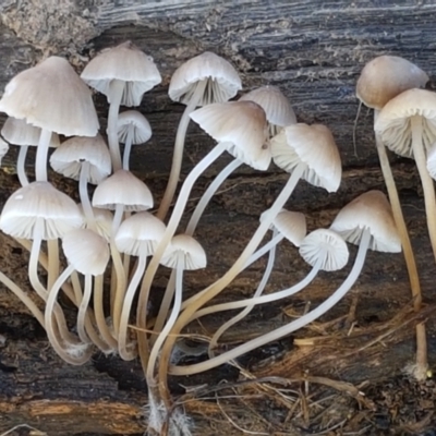 Mycena sp. (Mycena) at Holt, ACT - 28 Mar 2021 by trevorpreston