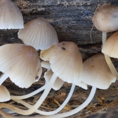 Mycena sp. at Holt, ACT - 28 Mar 2021