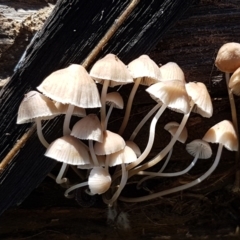 Mycena sp. at Holt, ACT - 28 Mar 2021