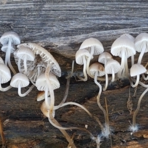 Mycena sp. at Holt, ACT - 28 Mar 2021 11:30 AM