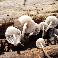 Mycena sp. at Holt, ACT - 28 Mar 2021 11:30 AM