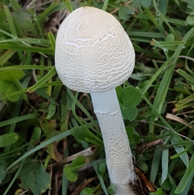 Macrolepiota dolichaula (Macrolepiota dolichaula) at Holt, ACT - 28 Mar 2021 by trevorpreston