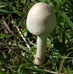 Macrolepiota dolichaula at Holt, ACT - 28 Mar 2021 11:37 AM