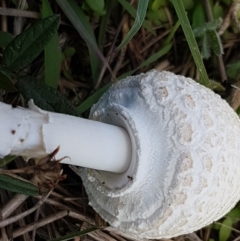 Macrolepiota dolichaula at Holt, ACT - 28 Mar 2021