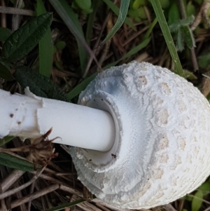 Macrolepiota dolichaula at Holt, ACT - 28 Mar 2021