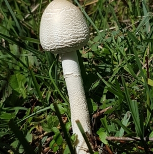 Macrolepiota dolichaula at Holt, ACT - 28 Mar 2021 11:37 AM