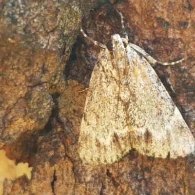 Spectrotrota fimbrialis (A Pyralid moth) at Holt, ACT - 28 Mar 2021 by tpreston