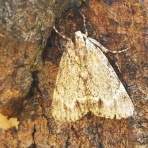 Spectrotrota fimbrialis at Holt, ACT - 28 Mar 2021 11:42 AM